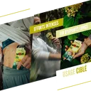 Citron - Yuzu4.webp