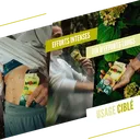 Citron - Yuzu4.webp